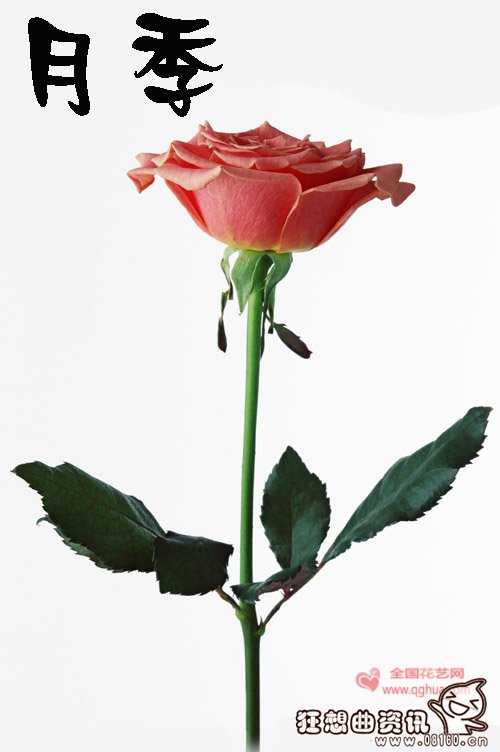 玫瑰和月季有什么区别，月季花和玫瑰花有什么不同的功效