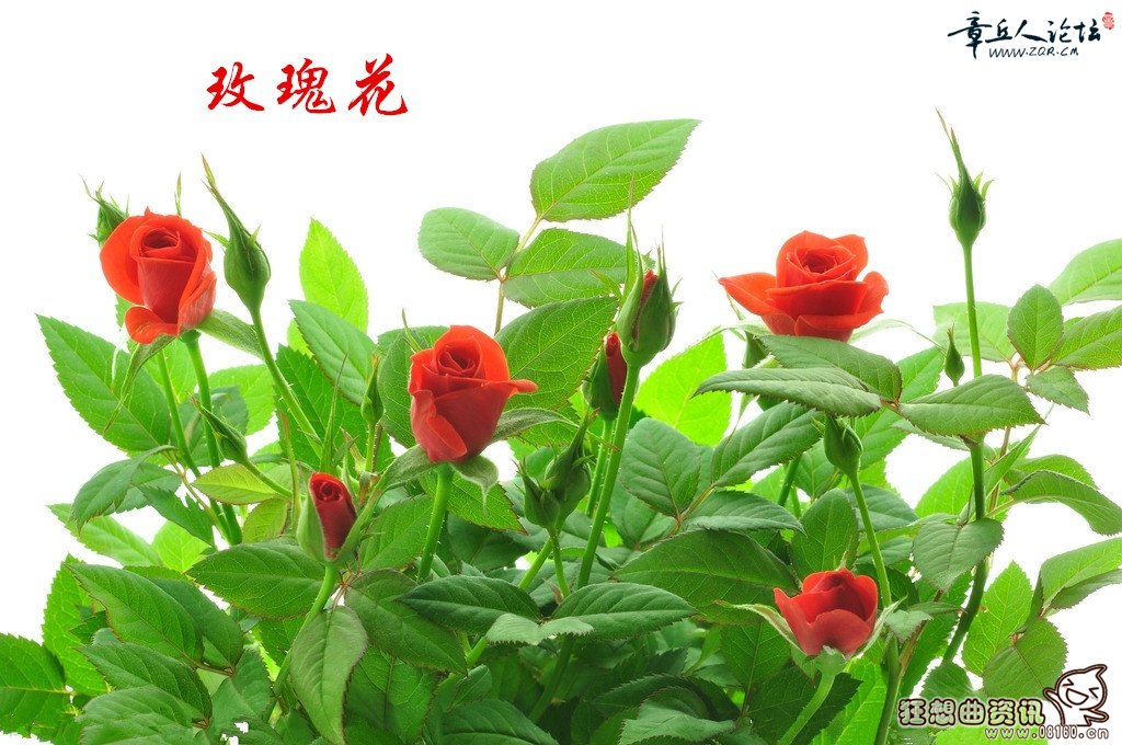 玫瑰和月季有什么区别，月季花和玫瑰花有什么不同的功效