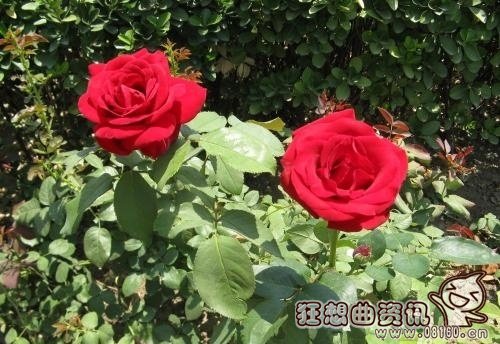 玫瑰和月季有什么区别，月季花和玫瑰花有什么不同的功效