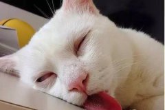女友说我憨憨是什么意思，憨憨是骂人的话吗