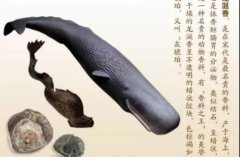 龙涎香是鲸鱼的大便吗，它是什么味道的