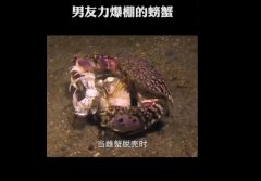 馒头蟹为什么那么便宜不值钱，它抱着老婆保护老婆纯属扯淡！