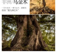 乌金木为什么叫第九种红木、南美的贵族，它的价格很贵吗