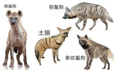 为什么鬣狗是母的大，斑鬣狗公母都有丁丁怎么分辨公母？
