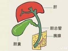 吓破胆会出现什么症状，吓破胆是真的胆被吓破了吗？