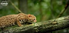 锈斑豹猫可以家养吗，它的咬合力和老虎一样真的假的？