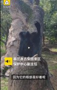 树木内部树心自燃是什么原因造成的？为什么没有烟？不能扑灭？