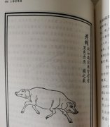 你又在山海经的哪一页是什么梗？别人这么说你怎么回复
