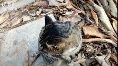 梦中情猫是什么意思？说梦中情猫的女生说的是哪里的方言