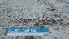 普氏野马现状如何为什么珍贵，普氏野马和家马可杂交克产生可育后代