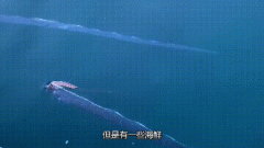 皇带鱼为什么叫地震鱼，皇带鱼最长有多少米？