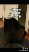 猪比搓脚是什么梗？猫爱搓脚是怎么回事