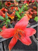 皓衣行师昧为什么要种八苦长恨花？师昧为什么给师尊种花？