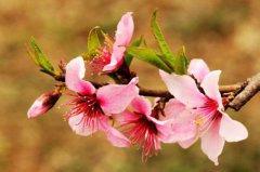 桃花癫是不是花心病、精神病？桃花癫会不会遗传后代