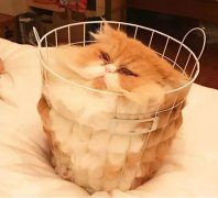 液体猫和固体狗是什么梗？猫的本质是液体是什么梗