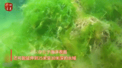 海鼻涕是什么？海鼻涕虫可以吃吗