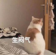 二极管脑子什么意思？