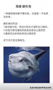 翻车鱼好吃吗？它们吃什么为什么没灭绝