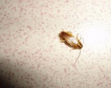 有一只蟑螂就有一窝吗，拍死一只蟑螂会引来其他的吗？