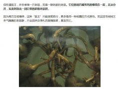 老鼠的智商相当于人几岁，真正的鼠王图片长这样