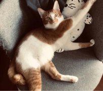 麒麟尾的猫罕见吗？猫怎样才算麒麟尾