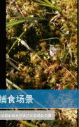 圆叶茅膏菜吃虫子视频画面，圆叶茅膏菜什么时候吃虫子？