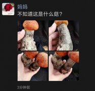 红伞伞白杆杆是什么梗？歌词