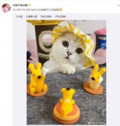 撒狗粮为什么不是撒猫粮？网上撒猫粮是什么意思