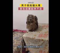 猫头鹰为啥不怕人？老鹰为啥打不过猫头鹰