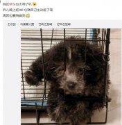 修勾是什么意思？修勾是什么狗？
