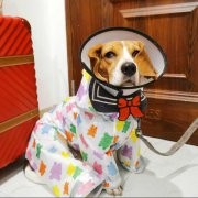 比格犬联盟中比菜、黄医生、白医生是什么意思？