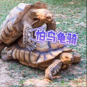 怕乌龟骑是什么歌？怕狗欢喜,怕来的不少米是什么歌？