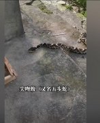 五步蛇是不是走五步就死了，五步蛇是什么梗？