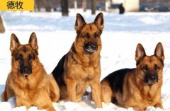 国王牧羊犬是禁养犬吗，国王牧羊犬和德牧有什么区别怎么区分？