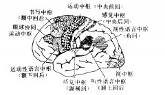 说梦话说出来的话是真的吗？说梦话为什么不能接