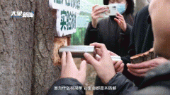 海葬和树葬哪个好，树葬效果图