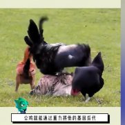 公鸡母鸡怎么繁衍后代？公鸡和母鸡是怎样受精的