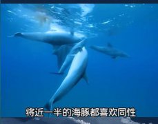 为什么海豚被称为流氓，恐怖海豚诡异微笑图来了！