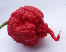 最辣的辣椒品种图片，国内最辣的辣椒在哪买?