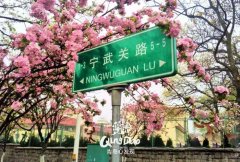 2016年青岛八大关樱花照片，青岛八大关景区旅游攻略