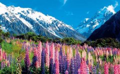 去新西兰旅游要体检么？新西兰旅游最佳时间介绍