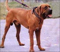 世界名犬排名前100图，最凶悍的世界十大名犬
