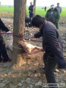 2岁男童被母猪咬死，母猪被执行死刑现场图！