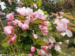 海棠花与其他花的详细区别，海棠花有什么寓意和象征