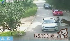 老虎伤者下车竟是因为晕车？老虎伤人事件后续什么情况了