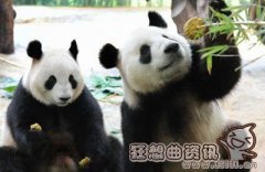 大熊猫为什么喜欢吃竹子，大熊猫一天能够吃掉多少竹子