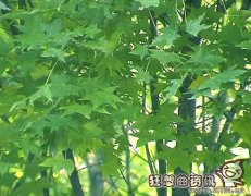 五角枫和梧桐树有什么区别，五角枫和元宝枫有什么区别