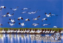 候鸟的种类都有哪些?候鸟是不是国家保护动物