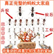 蚁后是怎么在蚁群中产生的?蚁后的寿命一般有多长