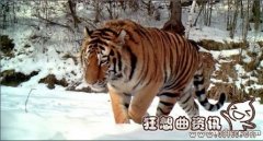 东北虎比普通老虎体格大多少？东北虎有什么特点